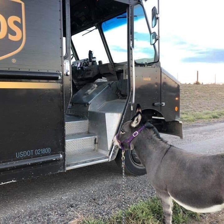 Кого только не увидишь: курьеры американской службы доставки UPS делятся фотографиями животных, с которыми они встречаются каждый день