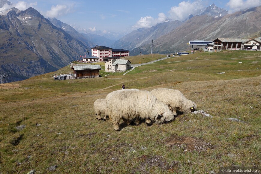 На альпийских лугах пасутся валлийские черномордые овцы.