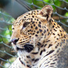 Леопард в зоопарке Бондла