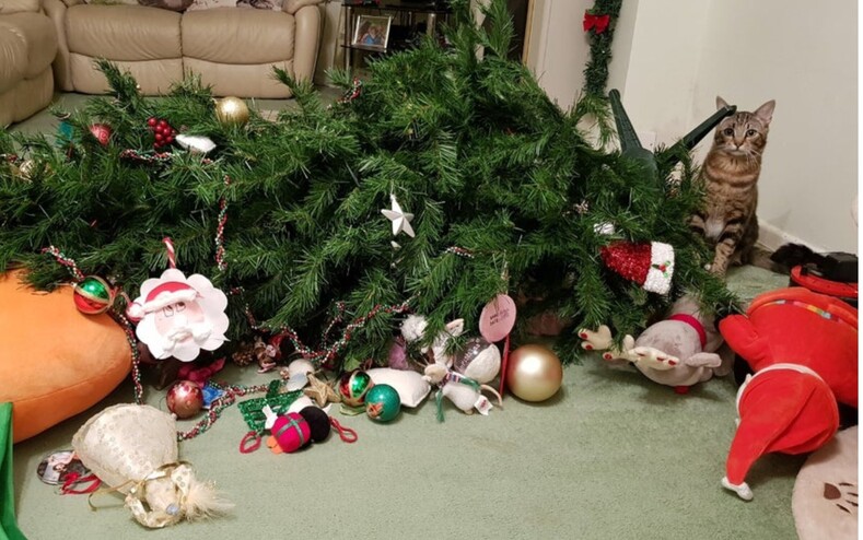 Тайный Гринч: 14 снимков с питомцами, которые сделают все, чтобы показать, насколько сильно они не любят Новый год и все эти ваши елки с подарочками (фото, заряженные опасностью)