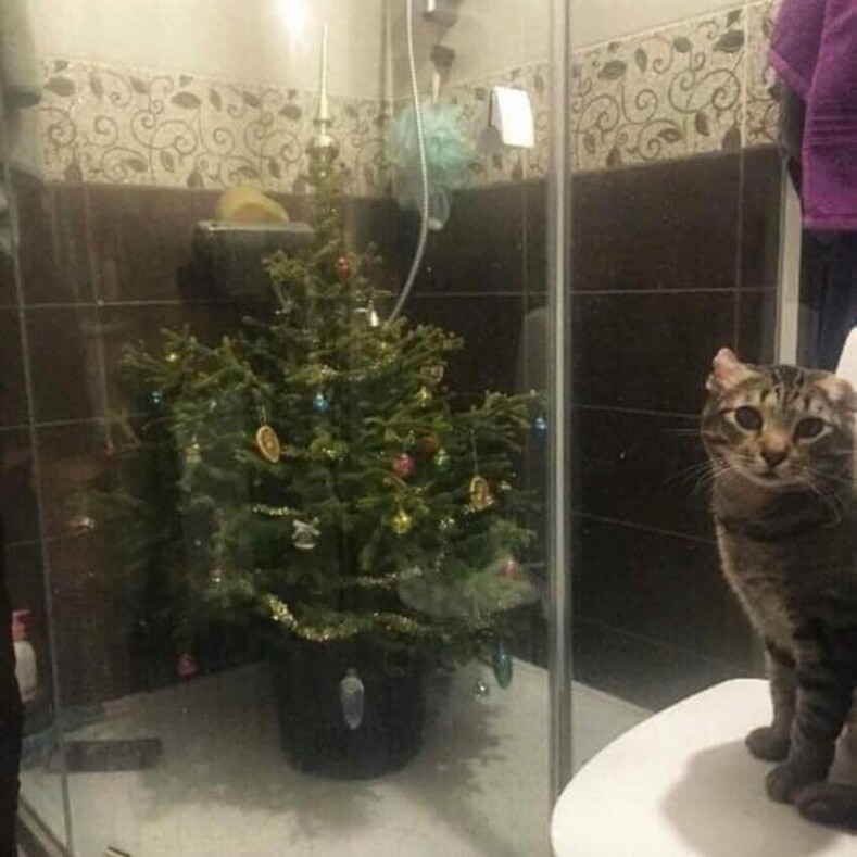 Елка vs кот — 1:0: подборка смешных снимков о том, как спасти новогоднюю елку от питомцев (даже коты в шоке от этих блестящих идей)