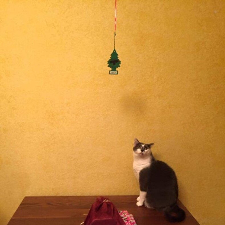 Елка vs кот — 1:0: подборка смешных снимков о том, как спасти новогоднюю елку от питомцев (даже коты в шоке от этих блестящих идей)