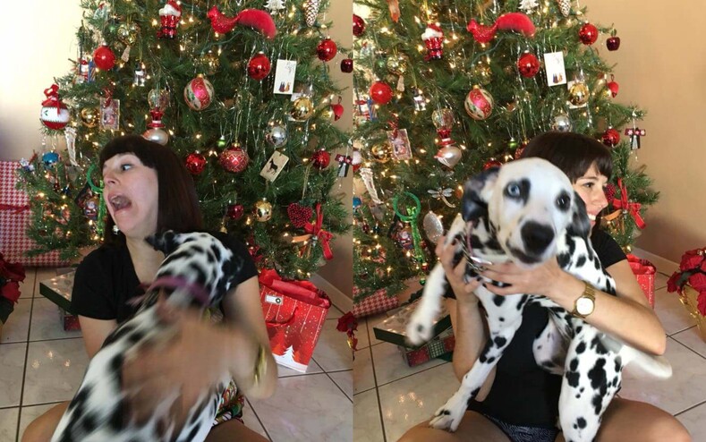 Подборка сумасшедших новогодних снимков: когда в кадр внезапно влетает ваша собака и превращает хаос в настоящий праздник