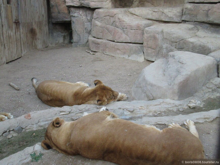 Посещение зоопарка — объекты у входа и кошачьи