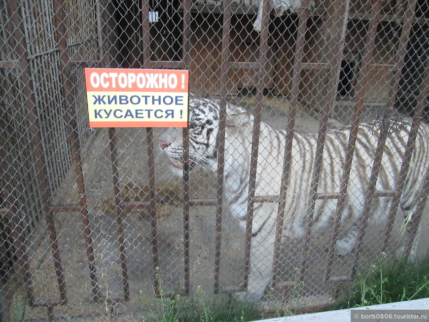 Посещение зоопарка — объекты у входа и кошачьи