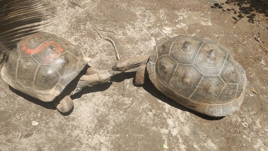 Знаменитые в морском парке Святой Анны черепахи