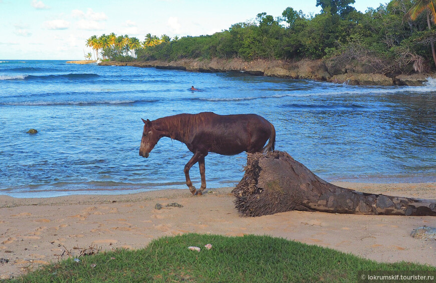 Галеры, пляжи и лошадь