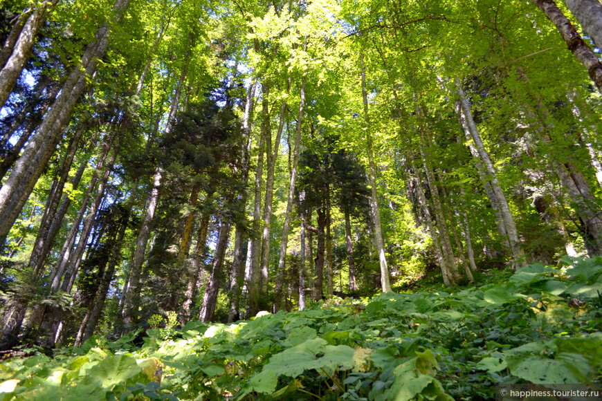 На протяжении всей прогулки по парку глаз радуют солнечные панорамы и по-летнему еще зеленый лес.