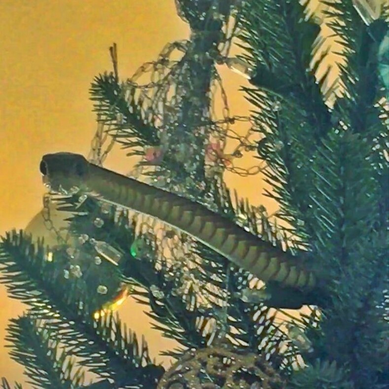 Семья нашла на только что украшенной новогодней елке одну из самых ядовитых змей на планете: фото и видео страшного «сюрприза» и история о том, как удалось избежать беды
