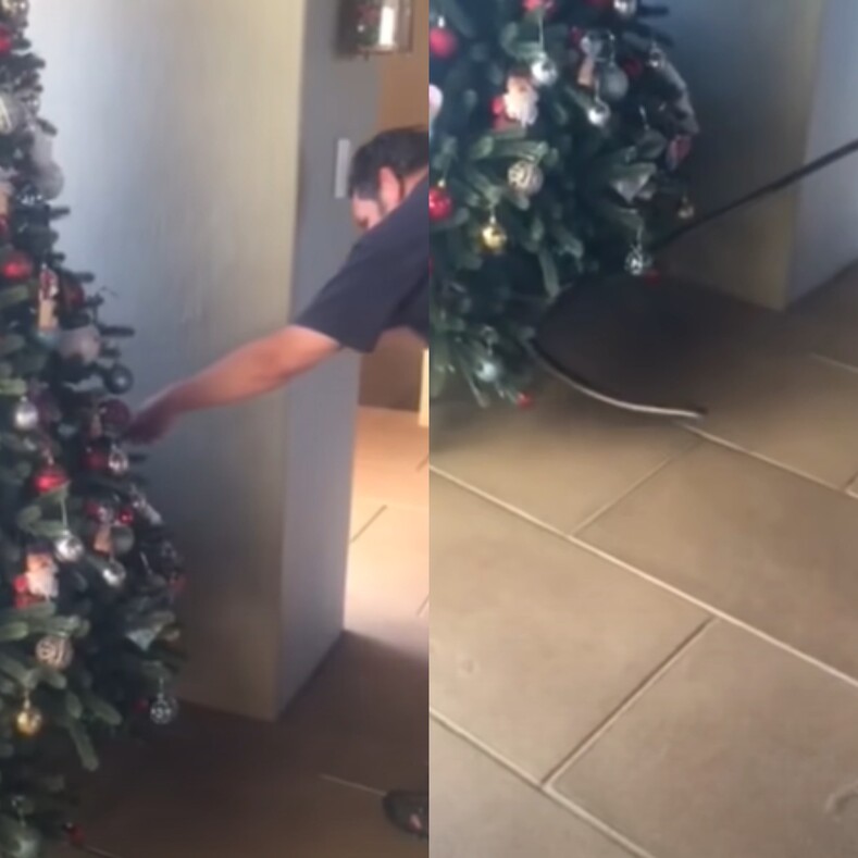 Семья нашла на только что украшенной новогодней елке одну из самых ядовитых змей на планете: фото и видео страшного «сюрприза» и история о том, как удалось избежать беды
