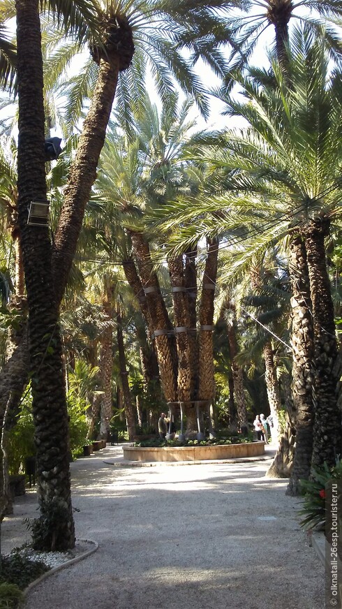 Жемчужина парка - имперская пальма.