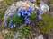 Альпийские цветы. Колокольчик ложечницелистный.