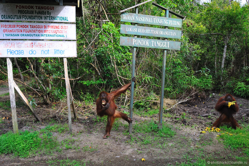 Путешествие на Клотке за орангутангом