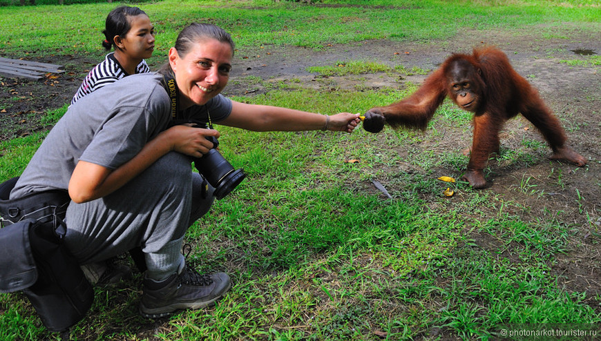 Путешествие на Клотке за орангутангом