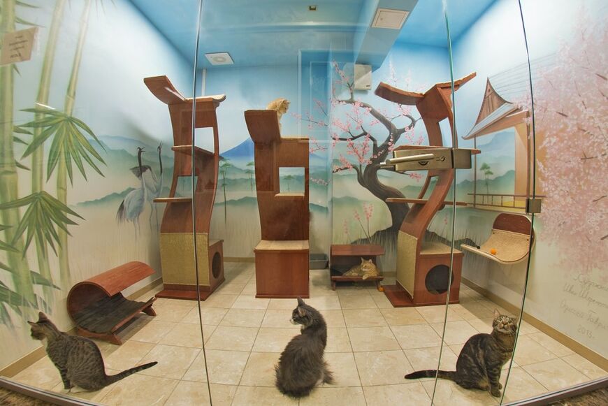 Кошачьи апартаменты в японском стиле в Театре Куклачева