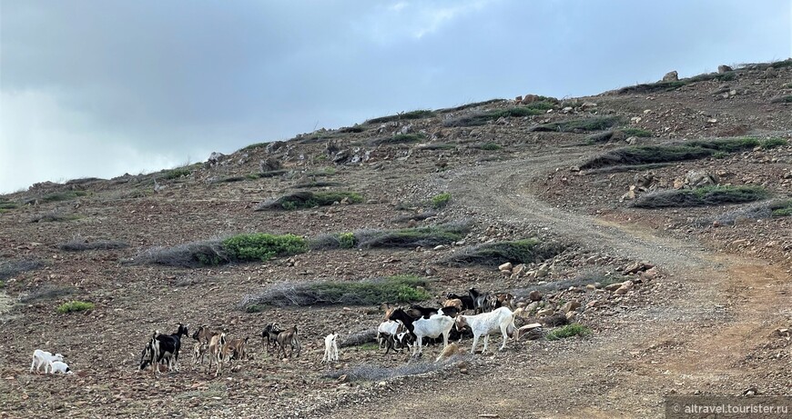 Дикие козы на склонах парка Арикок