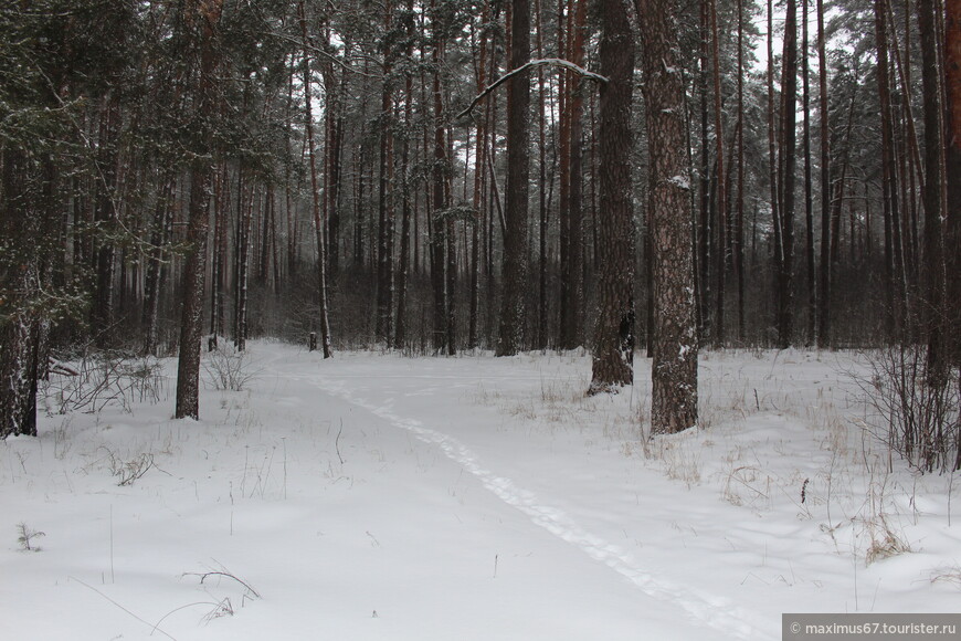 Январь в Брянском лесу