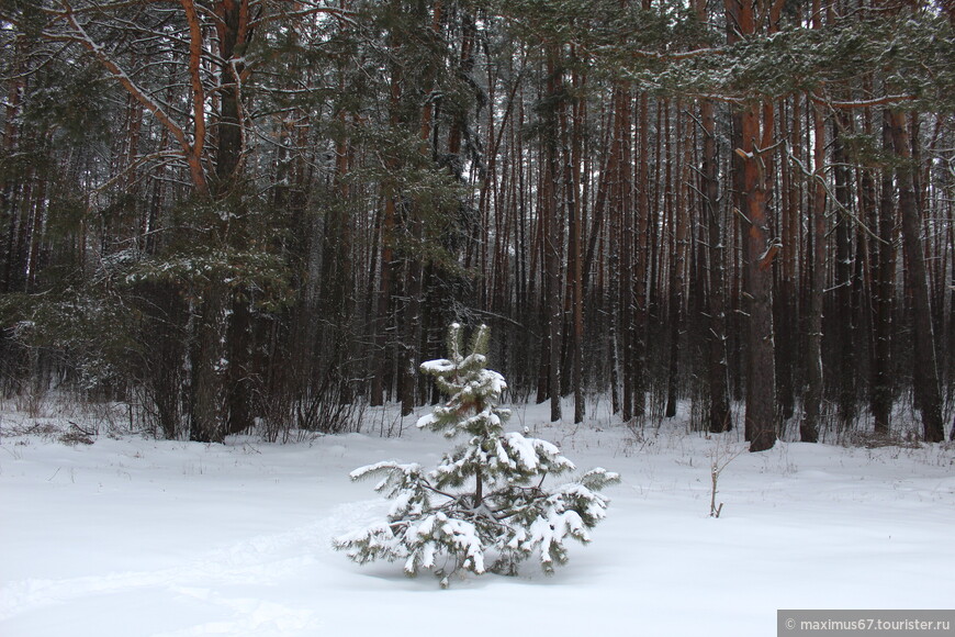 Январь в Брянском лесу