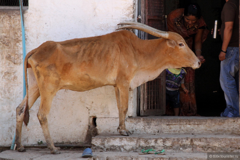 Коровы Индии