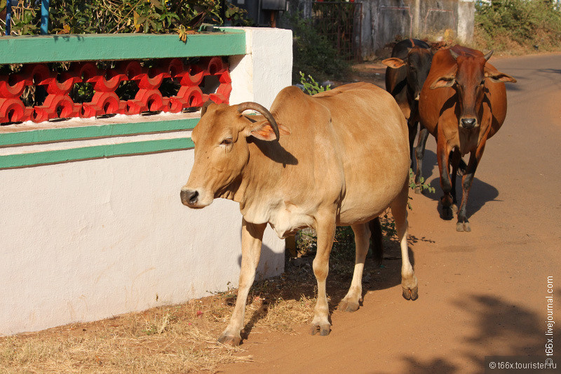 Коровы Индии
