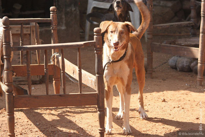 Собаки Индии