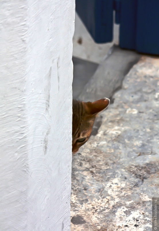 Сига-сига по Криту: летающие коты Санторини, ослики и трахономусы