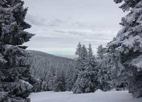 Снежный лес в горах смотрится очень красиво, но такой картиной любовались  лишь день из полных пяти, проведённых в Есениках.