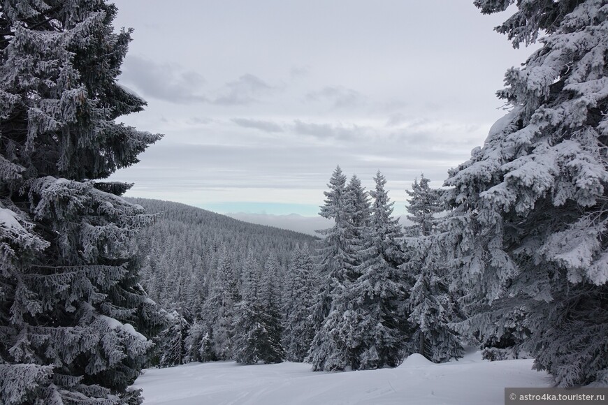 Снежный лес в горах смотрится очень красиво, но такой картиной любовались  лишь день из полных пяти, проведённых в Есениках.