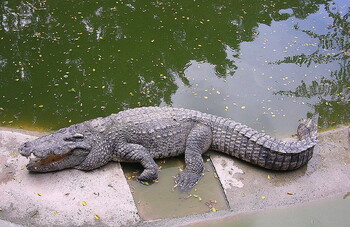 Большого крокодила заметили на пляже Пхукета 