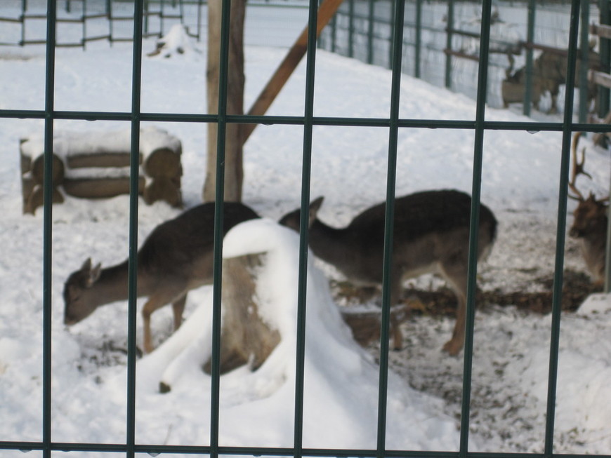 Зимовье зверей: Ярославский зоопарк (14.01.2012)