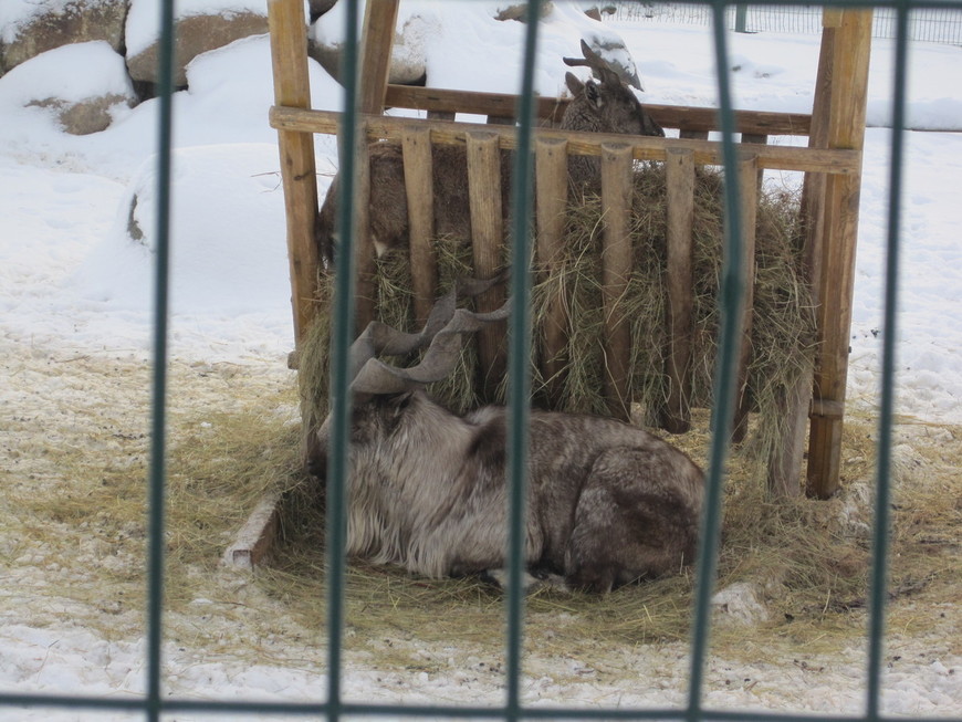 Зимовье зверей: Ярославский зоопарк (14.01.2012)