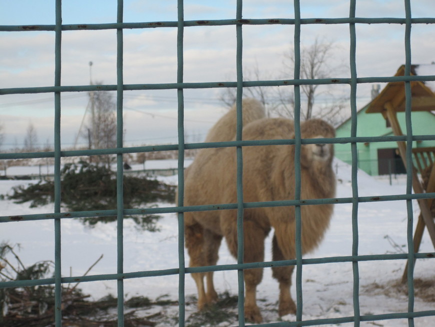 Зимовье зверей: Ярославский зоопарк (14.01.2012)