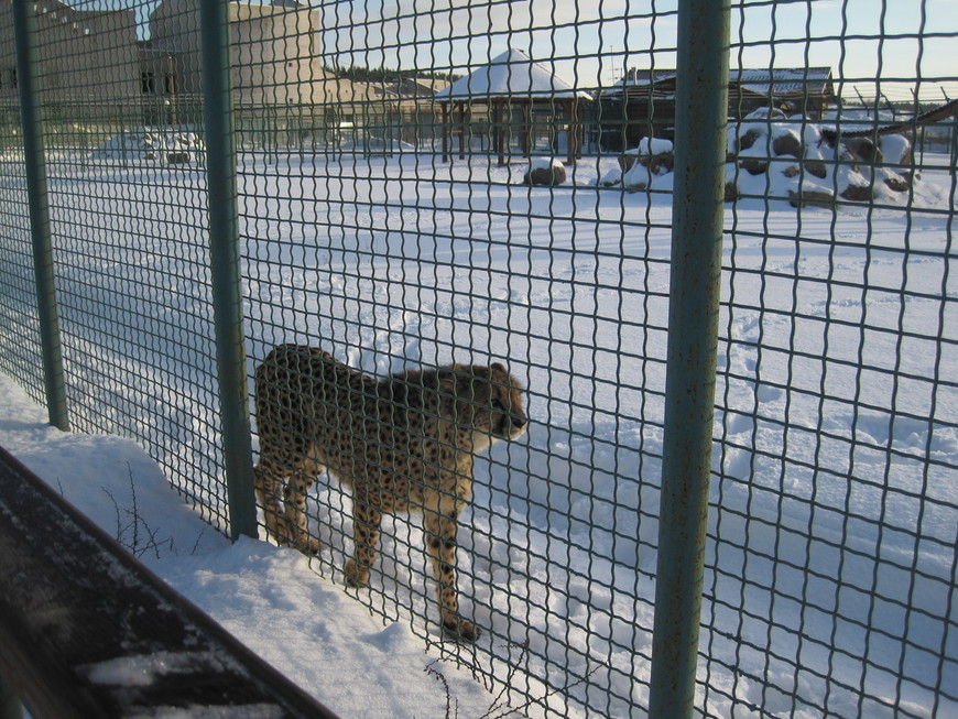 Зимовье зверей: Ярославский зоопарк (14.01.2012)