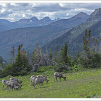 Группа Толсторогих баранов (лат. Ovis canadensis) в горах Монтаны.