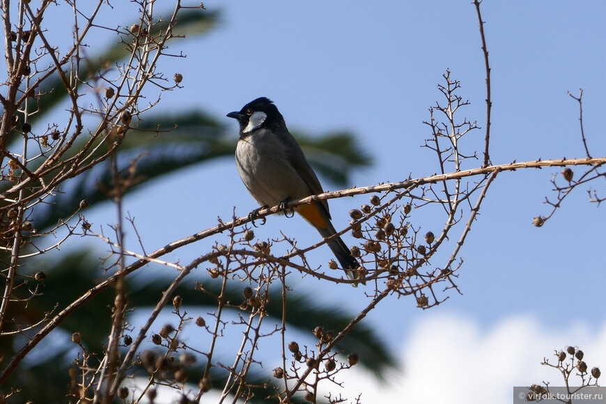 Белый ушастый бюльбюль / Pycnonotus leucotis