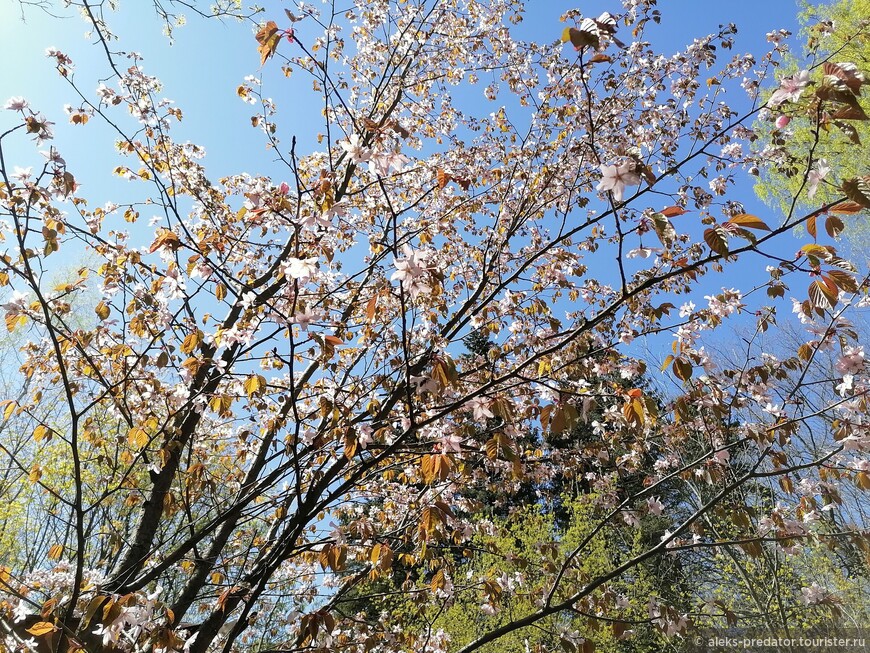 Цветение сакуры в Бирюлевском дендропарке
