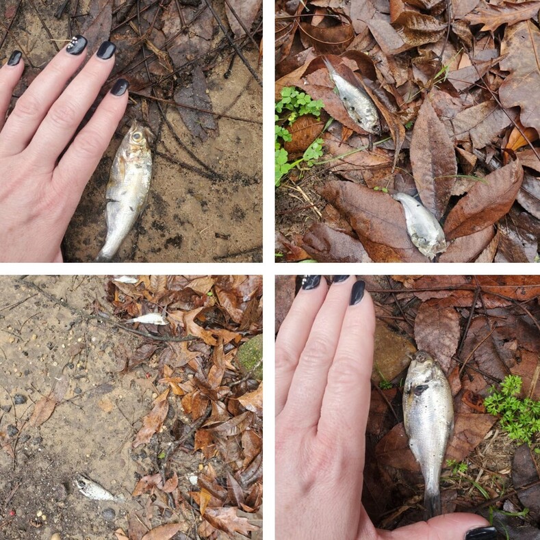 На американский город обрушился ливень из рыбы: подробности и фото с места событий