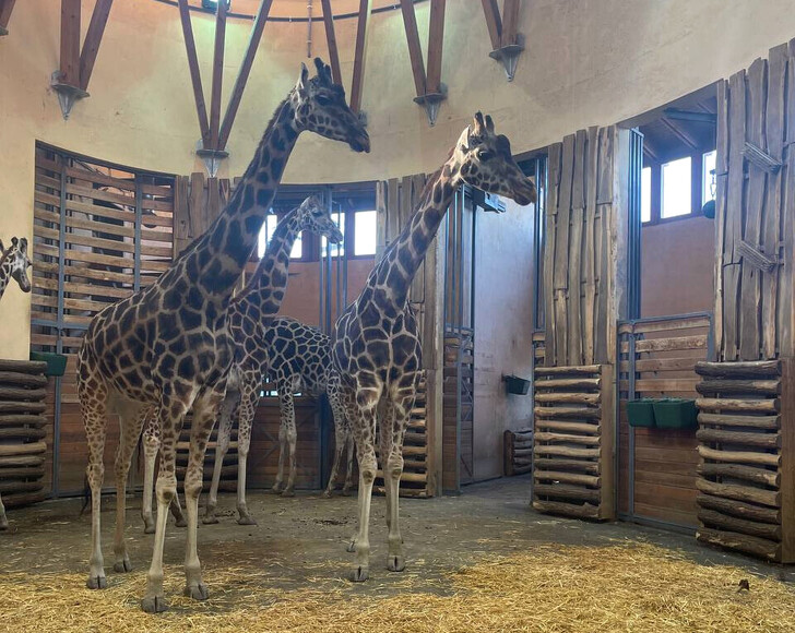 Жирафы в зоопарке Будапешта