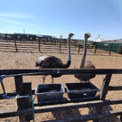 Ферма «Великолепный страус»