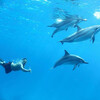 дом дельфинов