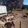 Хамон иберико в обязательном порядке предполагает, что свиньи, из которых его делают, живут на свободе и являются относительно счастливыми