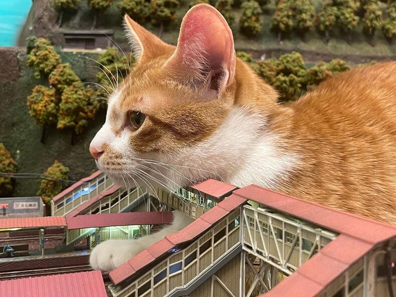 Предприимчивый японец спас закусочную от закрытия с помощью бродячих котиков