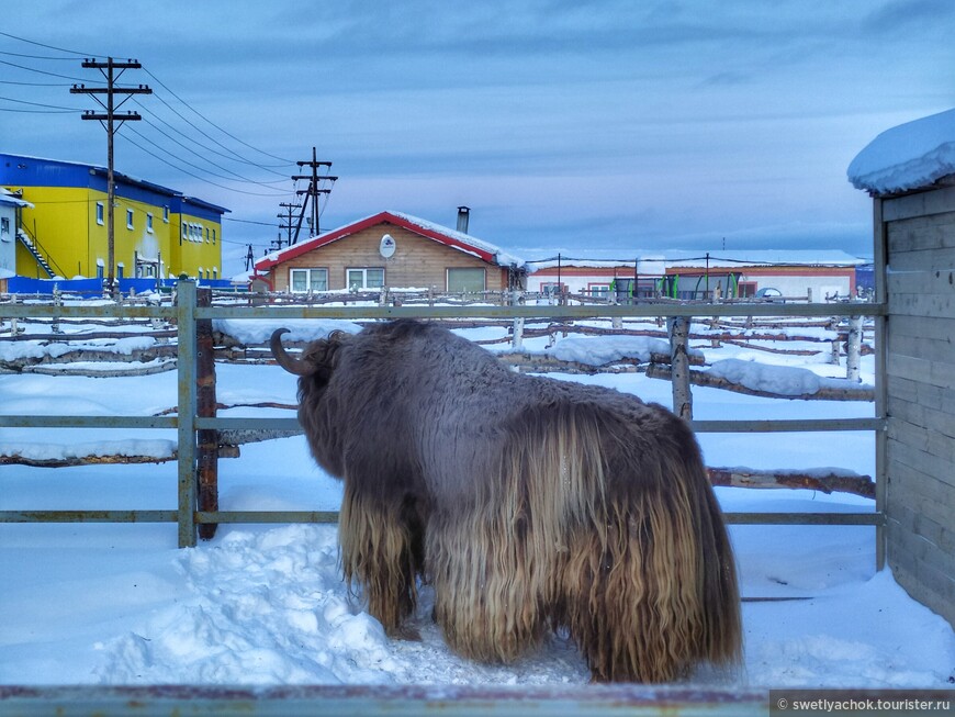 Мурманск в январе без Териберки, но с оленями, страусами и яками