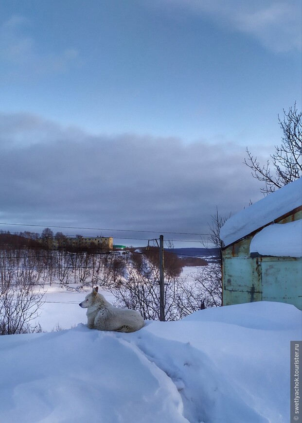 Мурманск в январе без Териберки, но с оленями, страусами и яками