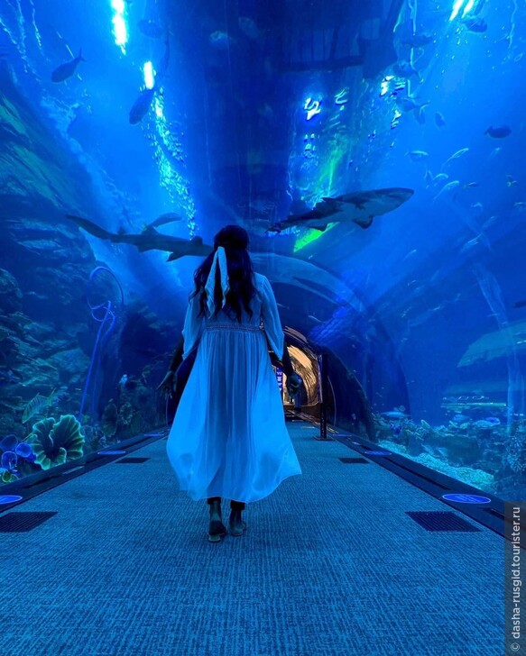 Dubai Aquarium in Dubai Mall