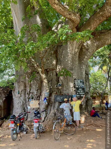 Гигантское дерево Баобаб в деревне Mzambarauni