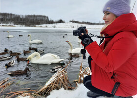 В месте, где Словенские ключи вливаются в озеро, вода не замерзает, чем пользуются лебеди и утки.