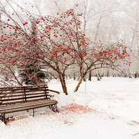 "За окошком снегири греют куст рябиновый,
Наливные ягоды рдеют на снегу."

