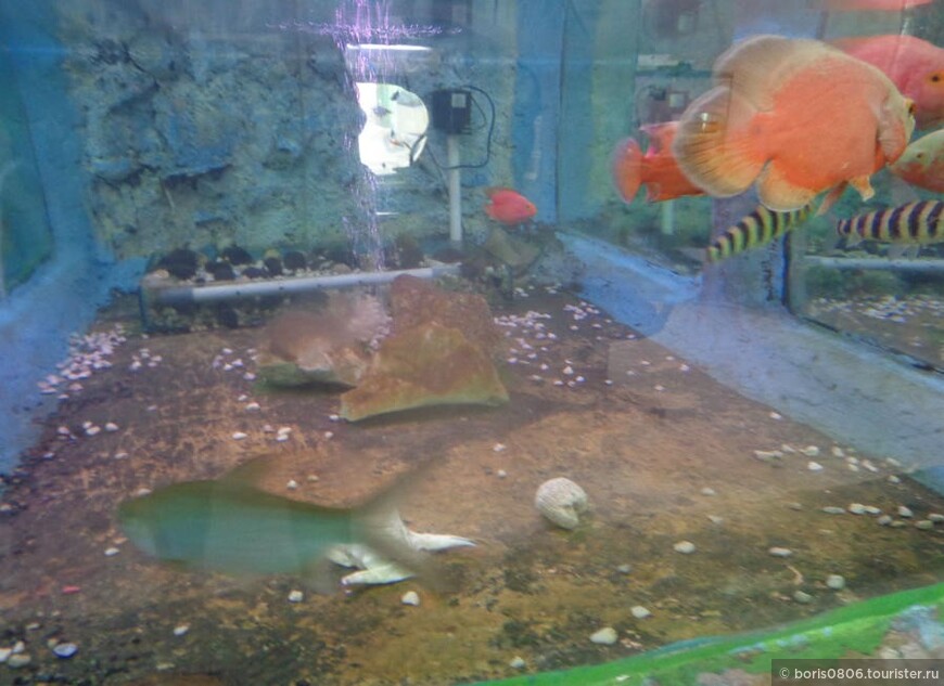 Зоопарк Букиттинги в центре города с зоомузеем и аквариумом