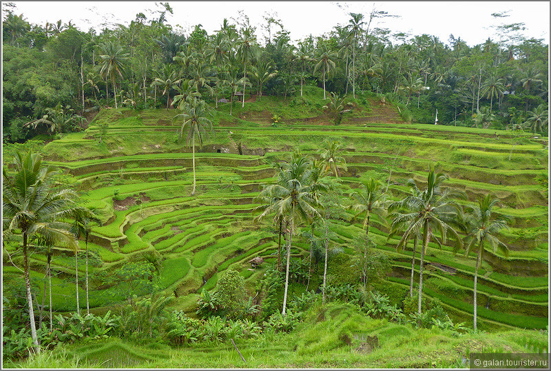 Двухнедельный трип по Индонезии: о.Бали, Убуд (часть 2)